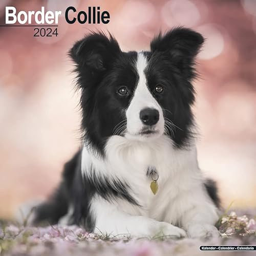 Border Collie Kalender 2024
