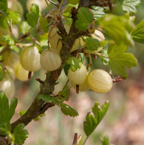 Hochstamm Stachelbeere gelb 80-100cm - Ribes uva-crispa