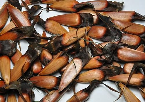 Araucaria araucana (Monkey Puzzle Tree) Seeds - Grow a Prehistoric Wonder in Your Garden, Ideal for Diverse Climates - Trusted UK Stock, 100 Seeds