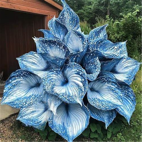 Funkien winterhart kaufen - Hosta winterhart - Winterharte Funker, Jetzt online kaufen-4knolle-F