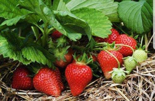 Soft Fruit Plants, Bushes, Grapes, Raspberry, BlackBerry, Kiwi, Edible Garden, Great for Kids (Strawberrys)