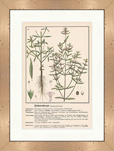 Judía Satureja hortensis Hierbas medicinales Hierbas medicinales 140 Enmarcado