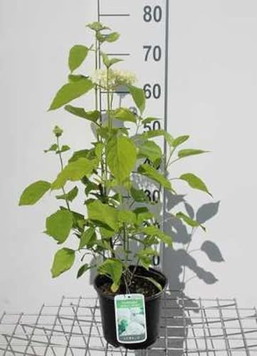 Hydrangea arb. 'Annabelle' - Ballhortensie 'Annabelle' 30-50 cm Container