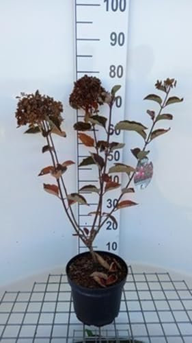 Hydrangea pan. 'Fraise Melba' - Rispenhortensie Fraise Melba 40-50 cm Container