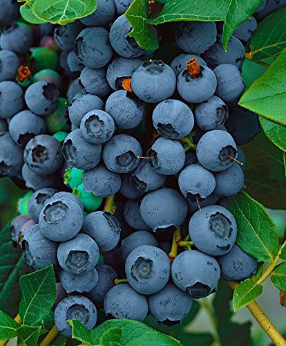acquaverde | Pianta di Mirtillo Americano, Vaccinium Corymbosum, Cespuglio Perenne, Arbusto da Frutto in Zolla 40 Cm, Nero/Blu, Pronta da Piantare e Facile da Coltivare