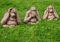 garden mile 3Stk. Weisen Affen Steingarten Ornamente, Große Hören Nichts Böses, Speak Nichts böses, Siehe Nichts böses Vintage Garten Skulpturen