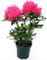 POWERS TO FLOWERS - RODODENDRO ROSA INTENSO, RHODODENDRON, IN VASO 20CM DIAMETRO, pianta vera