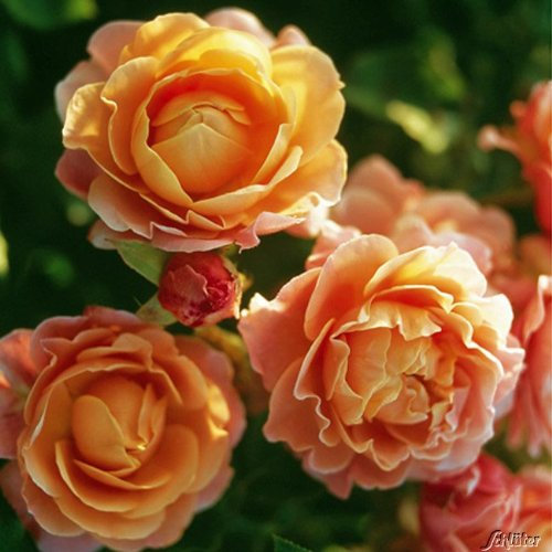 Rose 'Marie Curie®' - Beetrose orange Blüten - Apricot Rose Pflanze Winterhart Halbschattig gesundes Laub - von Garten Schlüter - Pflanzen in Top Qualität