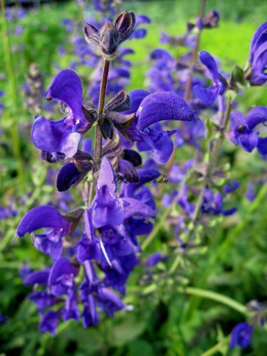 Staudenkulturen Wauschkuhn Salvia pratensis 'Twilight Serenade' - Wiesensalbei - Staude im 9cm Topf
