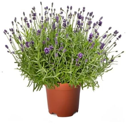 Lavanda Natural Planta Primaveral con Hojas Aromáticas