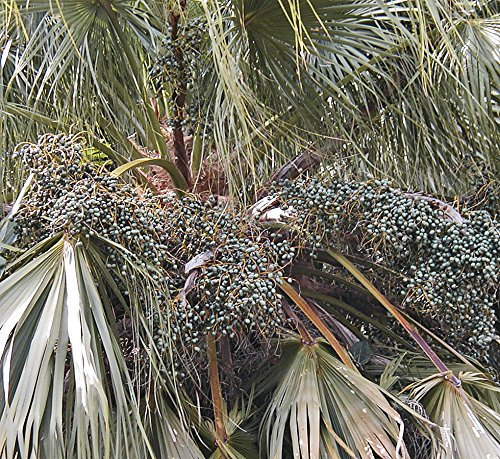 50 SEMI Lìvistonia CHINENSIS CINESE FAN PALM FONTANA PALM