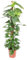 Epipremnum Aureum Moosstock - 150 cm - ø27