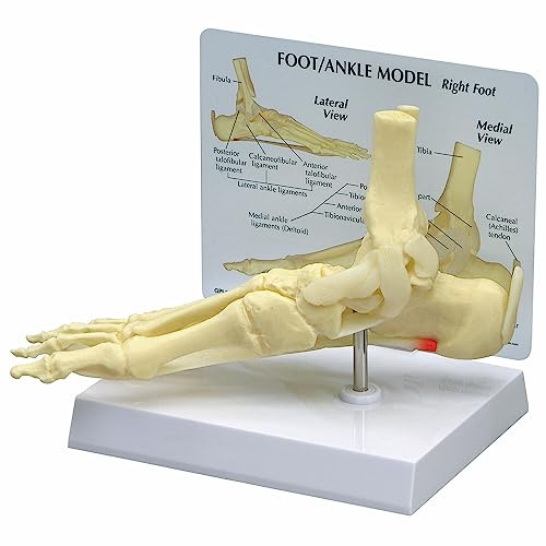 GPI Anatomicals 1980 Fuß und Knöchel Knochenmodell