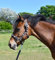 Rhinegold Einhorn Halfter und Seil Set – Pony – Schwarz