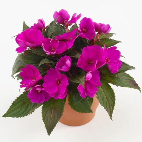 Sunpatiens Fucsia da Esterno o Interno | Impatiens Fucsia Pianta Vera Ornamentale con Fioritura Prolungata | Ideale per Vasi, Balconi, Giardini | Facile da Coltivare