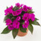 Sunpatiens Fucsia da Esterno o Interno | Impatiens Fucsia Pianta Vera Ornamentale con Fioritura Prolungata | Ideale per Vasi, Balconi, Giardini | Facile da Coltivare