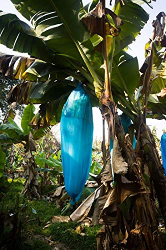 plátano azul - Musa itinerans (plátano de Yunnan) - 10 semillas -Duro de hielo: hasta -20 C °!