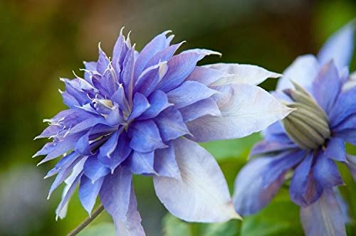 Clematis Multi Blue 9 cm Climber Compatto Contenitore Giardino delle Piante: Only Seeds