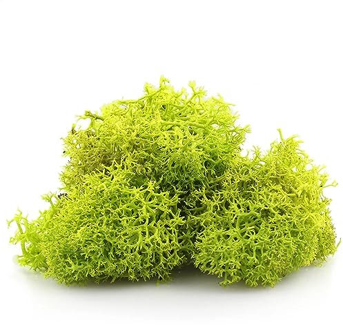 LIME APPLE GREEN Reindeer Moss - Perfect for Air Plants, Crafts, Tillandsia, House Decoration