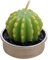 RORPOIR candele decorative home decor decorazione casa scented candle profumate candelina profumate pianta di simulazione candele cautus pianta artificiale Green