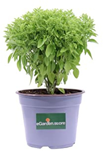 Pianta di Basilico Greco Pianta di Ocimum Minimum pianta aromatica pianta vera pianta da cucina pianta da esterno pianta di Basilico da mangiare venduta da eGarden.store