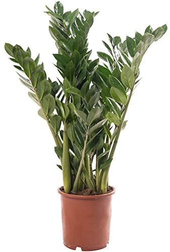Pianta d'appartamento grande Zamioculcas reale, sempreverde ed esotica, ideale per interni alti.