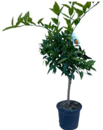 Vivaio Garden Forest Pianta di Clementino Rosso Rubino, Vaso 24cm, H150cm | Pianta da frutto, Pianta di agrumi, 3 anni, Fiori bianchi profumati, Antiossidante con antiocianine