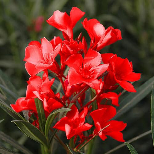 Semillas de flores de adelfa 90 piezas rojas
