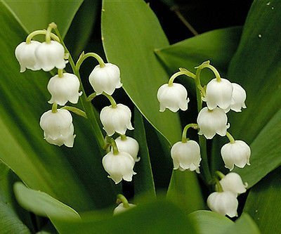 10 Bulbs Convallaria Majalis 'Lily of the Valley' Flowering Perennials