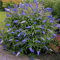 Buddleia Davidii Empire Blue Schmetterlingsflieder Duftender Gartenstrauch 17cm Topf