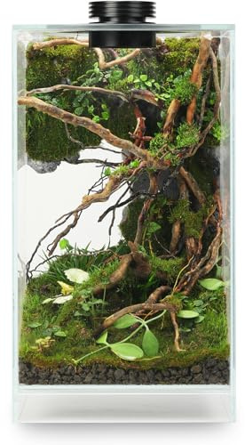 Terrarium de bureau en verre avec lampe de croissance (19,8 cm (L) x 19,8 cm (l) x 35,6 cm (H), pour plantes grasses, mousse, paysage de jardinage miniature, aquarium Betta, croissance des plantes