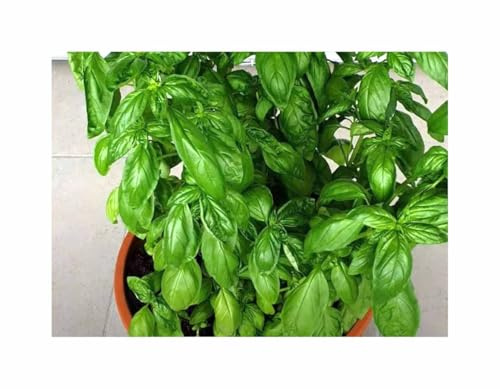 Stk - 500 Korn Basilikum (Bio) Genovese Emily Garten Pflanzen - Samen F-S649 - Seeds & Plants Shop by Ipsa