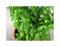 Stk - 500 Korn Basilikum (Bio) Genovese Emily Garten Pflanzen - Samen F-S649 - Seeds & Plants Shop by Ipsa