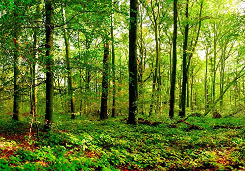 wandmotiv24 Fototapete Wald Blätter Natur, XL 350 x 245 cm - 7 Teile, Wanddeko, Wandbild, Wandtapete, Grün, Blatt, Baum M5679