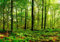 wandmotiv24 Fototapete Wald Blätter Natur, XL 350 x 245 cm - 7 Teile, Wanddeko, Wandbild, Wandtapete, Grün, Blatt, Baum M5679