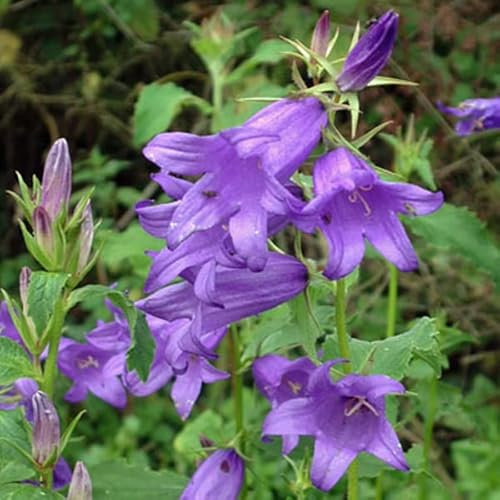 6 x Campanule à feuilles larges - Campanula Latifolia - Godet 9x9cm - Fleurs bleu foncé, majestueuse