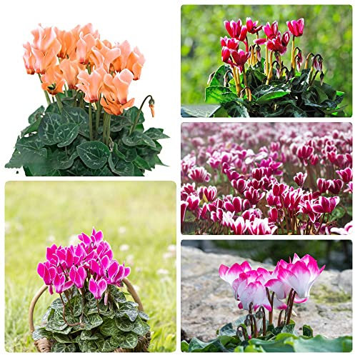 Alpenveilchen Winterhart|Cyclamen Samen Blumensamen Nachhaltige Geschenke Bonsai Samen BlüTen Balkonpflanzen Bodendecker Samen Winterhart-500stüCk(Mischen)