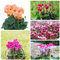 Alpenveilchen Winterhart|Cyclamen Samen Blumensamen Nachhaltige Geschenke Bonsai Samen BlüTen Balkonpflanzen Bodendecker Samen Winterhart-500stüCk(Mischen)