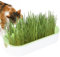 Zestvria Cat Grass Growing Kit - Grow Cat Grass, Healthy Cat Treats | Hydroponic Chewing Cat Grass Growing Kit, Soil Plant Growing Set Cat Grass, diiy Cat Grass Seeds for Garden and Indoor Balcony