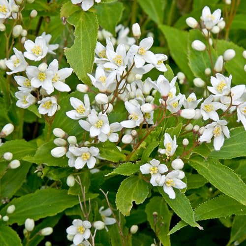 Deutzia Nikko Piante da Giardino Pronte per Esterno Arbusto Deciduo Fioritura Bianca in Vaso