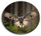 1x Round MDF Magnet 6cm - Flying Great Grey Owl Forest Bird - Fridge Locker Office Whiteboard Toolbox #50916