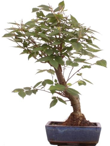 Bonsai - Zelkova serrata, Japanische Ulme 216/208