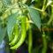 650 pcs chili samen kräuter pflanzen bonsai topf chilisamen chilli chilipflanzen gemüsebeet robuste balkonpflanzen winterhart ausgefallene geschenke wildkräuter samen