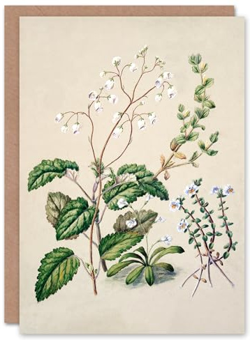 Artery8 Sarah Featon Art Card New Zealand Swamp Mazus Flowering Plant