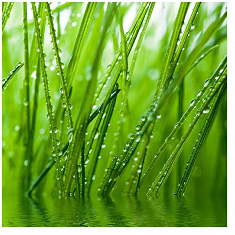 Bilderwelten Natur Fototapete 3D inkl. Kleister 240x240cm - Vliestapete Made in Germany - Dschungel Tapete Schlafzimmer - Gräser Tapete Natur - Wandtapete Natur Wohnzimmer Flur T_1985