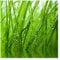 Bilderwelten Natur Fototapete 3D inkl. Kleister 240x240cm - Vliestapete Made in Germany - Dschungel Tapete Schlafzimmer - Gräser Tapete Natur - Wandtapete Natur Wohnzimmer Flur T_1985
