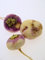 Magic Garden Seeds Herbstrüben 'Runde, Weiße, Rotköpfige' (Brassica rapa SSP. rapa) 500 Samen Mairübe