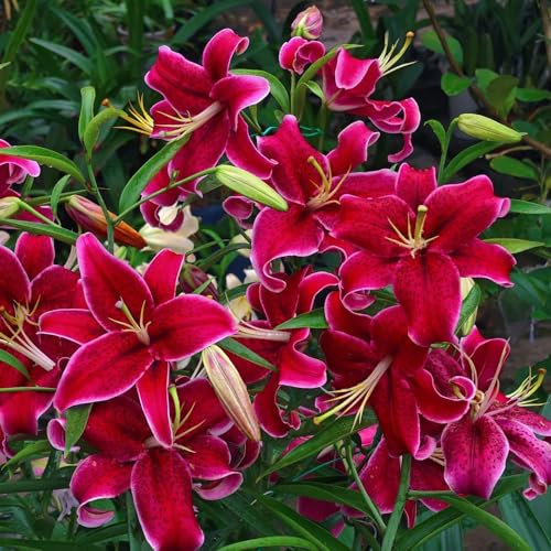 3 piezas bulbos de lirios resistentes, lirios de árboles, regalos flor decoración planta de interior resistente Bulbos de lirios - Lilium brownii - flores regalo plantas raras flores