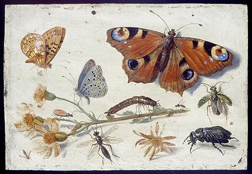 PSVDCTOO Vintage Malerei Poster Leinwand Malerei Drei Käfer und andere Insekten mit einem Jakobskreuzkraut von Jan Van Kessel dem Älteren Drucke auf Leinwand für Home Dekoration 60x90cm