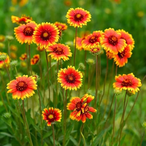 kokardenblume, balkon bio blumenbeet seltene, wohnzimmer deko frühlingsblume, gartendeko für draußen 60samen